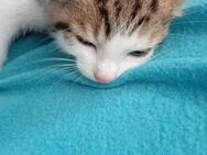 Katzenbaby - Altdorf (Bayern)