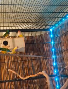 3 Pärchen Gouldmadienen - Tostedt