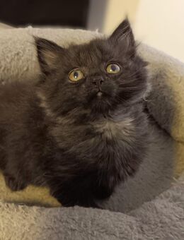 Süße Maine-Coon - Ragdoll Mix Katzenbabys, Babykatzen, Kitten, Katzen Perserkatze, cats - Berlin Steglitz-Zehlendorf