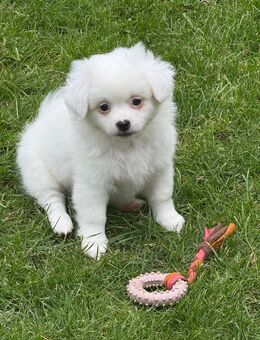 Pekinese-Spitz mix Weibchen - Meppen