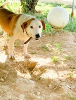 BEPI fragt sich wo seine Famile ist - Schwabach