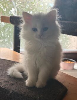 Van Cats white - Duisburg