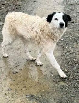 Beba sucht ein schönes Zuhause - Blankenheim (Nordrhein-Westfalen)