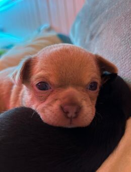 Chihuahua Welpen(reinrassig und typ voll)außergewöhnlich hübsch,Armani(Rüde) - Schriesheim