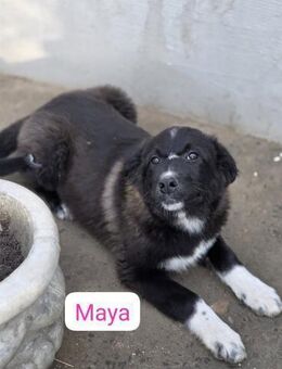 Maya ein Sonnenschein auf vier Pfoten - Ludwigshafen (Rhein)