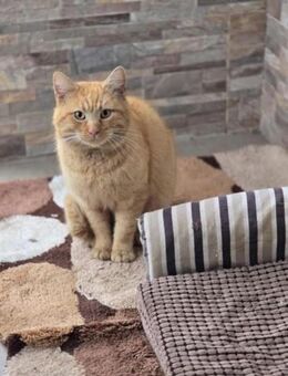 ❤️Garfield wartet auf sein Glück❤️ - Freilassing