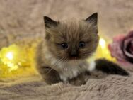 Ragdoll Kitten mit Stammbaum - Sundern (Sauerland) Zentrum