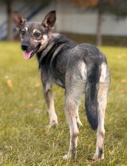 KAI-ein sanfter Junge auf der Suche nach sicherheit ♥️ - Nettetal