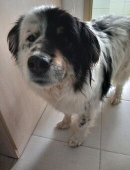 Maddox sucht sein eigenes Zuhause - Weilheim (Oberbayern)