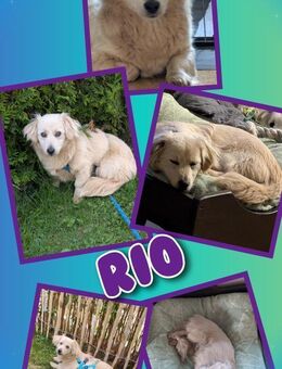 hübscher Rio sucht Lebensplätzchen! - Nürnberg