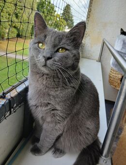 10 monate alten kater abzugeben - Hannover