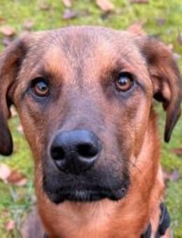 LASKO🩵wartet in 22559 Hamburg! - Hamburg