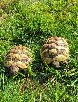 Griechische Landschildkröten, NZ 2024 - Lünen