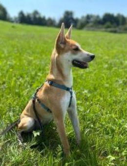 Cassie, stubenreine Hündin ca. 7 Monate, - Vaterstetten