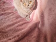 Reinrassige BKH Kitten *sofort* - Berlin Charlottenburg-Wilmersdorf