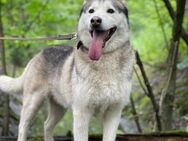 TUNGUS- energievoller Husky - Mainhardt