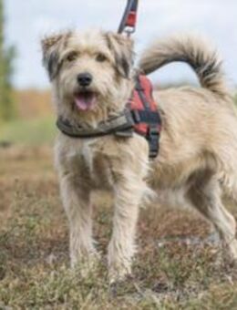 Dexter-SI sucht nach Pech nun Glück - Neustadt (Rübenberge)