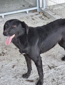 Hündin Ziva stellt sich vor - Köln