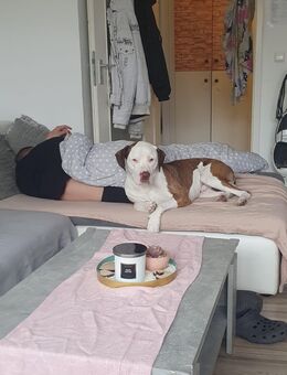 Balu das kuschel Monster - Duisburg