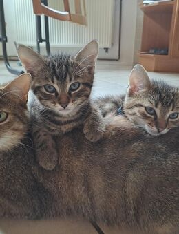Drei 7 Wochen alte Kater/ Hauskatzen suchen in 5 Wochen einzeln oder zu zweit,ein liebevolles Zuhause - Lichtentanne
