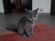 BKH Kitte blue - Luckau