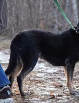 MARTA- möchte ein Zuhause - Mainhardt