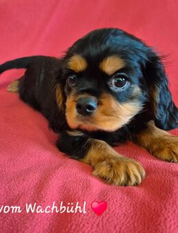 Cavalier King Charles Spaniel Bube aus seriöser Zucht - Bad Wurzach