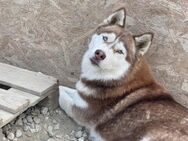 Jenna - wunderbare Husky-Hündin - Idstein