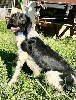 Fröhliche Duffy - Hückelhoven