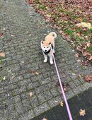 Akita Inu Welpe in 45770