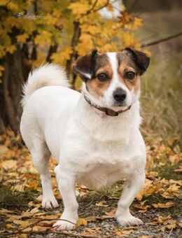 Joschi Kleiner Herzenshund - Salzwedel (Hansestadt) Zentrum