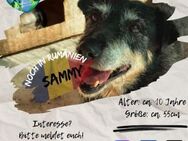 SAMMY - rüstig, lieb und naturverbunden - Waakirchen