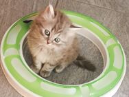 Süßen Blh kitten Junge frei - Geseke