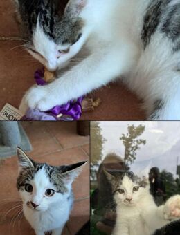 2 Babykatzen abzugeben! - Bohmte