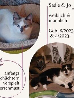 Sadie und Jo ein Katzenpärchen - Rambin