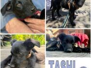 TASHI -rundum tolles Hundekind- - Duisburg