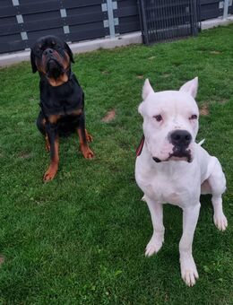 Dogo Argentino Rüde 11Monate - Lauingen (Donau)