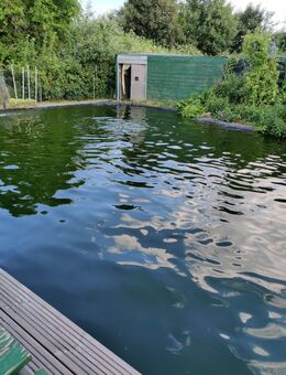 Platz im großen 16 X 14 X 2,70 tiefen Koiteich für Kois. - Talkau