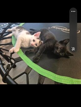 Zwei süße Kitten suchen liebevolles Zuhause! - Osterburken