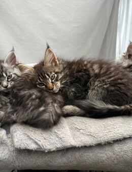 Maine coon Kitten , 3 reinrassige Mädchen - Enger (Widukindstadt)