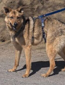 Omyx ist schüchtern und zurückhaltend - Egelsbach