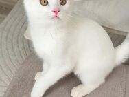 BKH Mix Kater 3 Monate alt - Frankfurt (Main) Niederrad