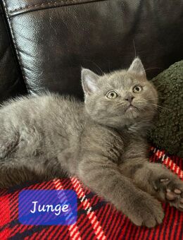 Reinrassige BKH Kitten - Brakel