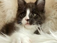 =^..^=Tolle Maine Coon kitten aus seriöser Zucht =^..^= - Bad Berleburg