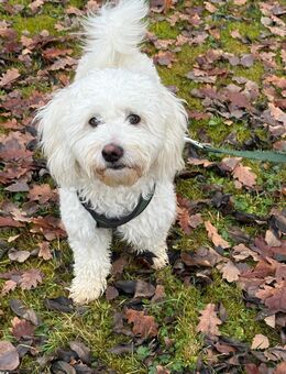 Filou sucht ein zu Hause - Fließem