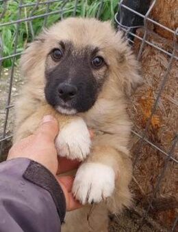 Sam 26 cm (Nov 25) Pflegestelle - Alpenrod