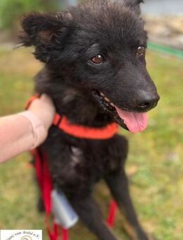 Srecko der kleine Abenteurer - Kissing