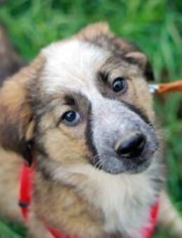 Schenkst du Audrey dein Herz? - München