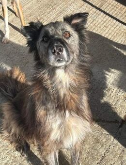 Senior LENNY braucht dringend ein Zuhaus - Neuberg