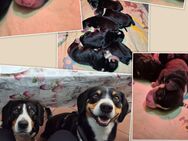 Reinrassige Entlebucher Sennenhund Welpen - Kyffhäuserland